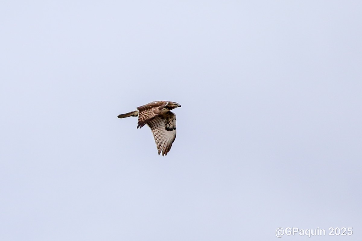 rødstjertvåk - ML644531684