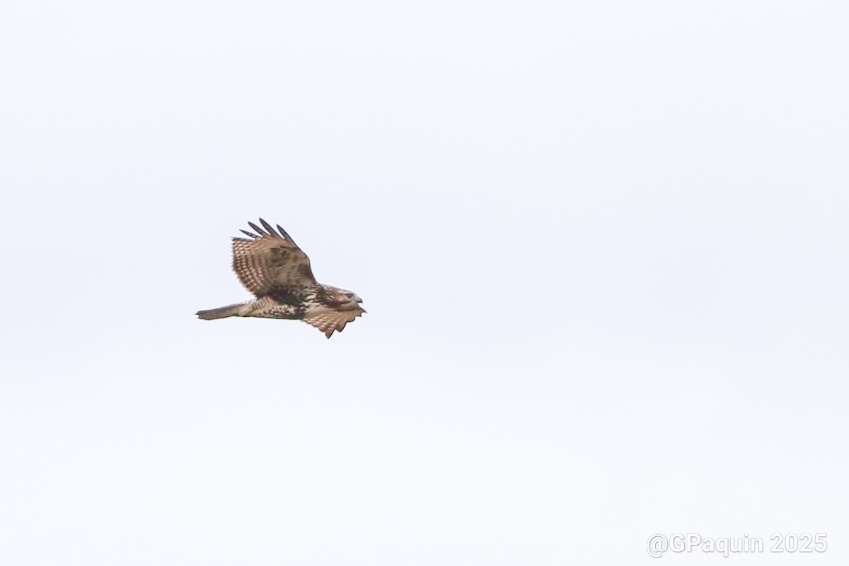 rødstjertvåk - ML644531685