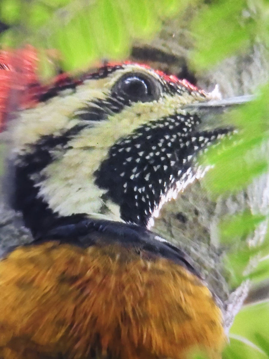 bengalspett - ML644531687