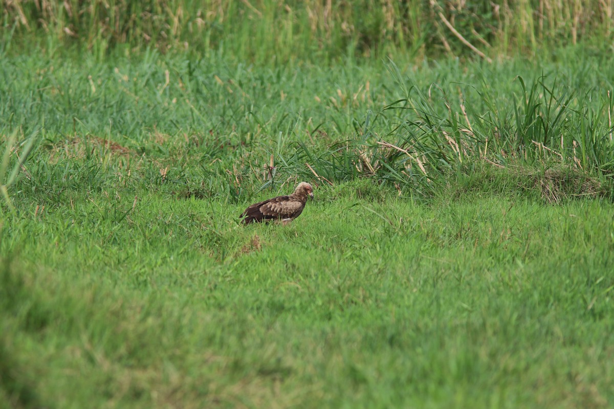 Palm-nut Vulture - ML644531688
