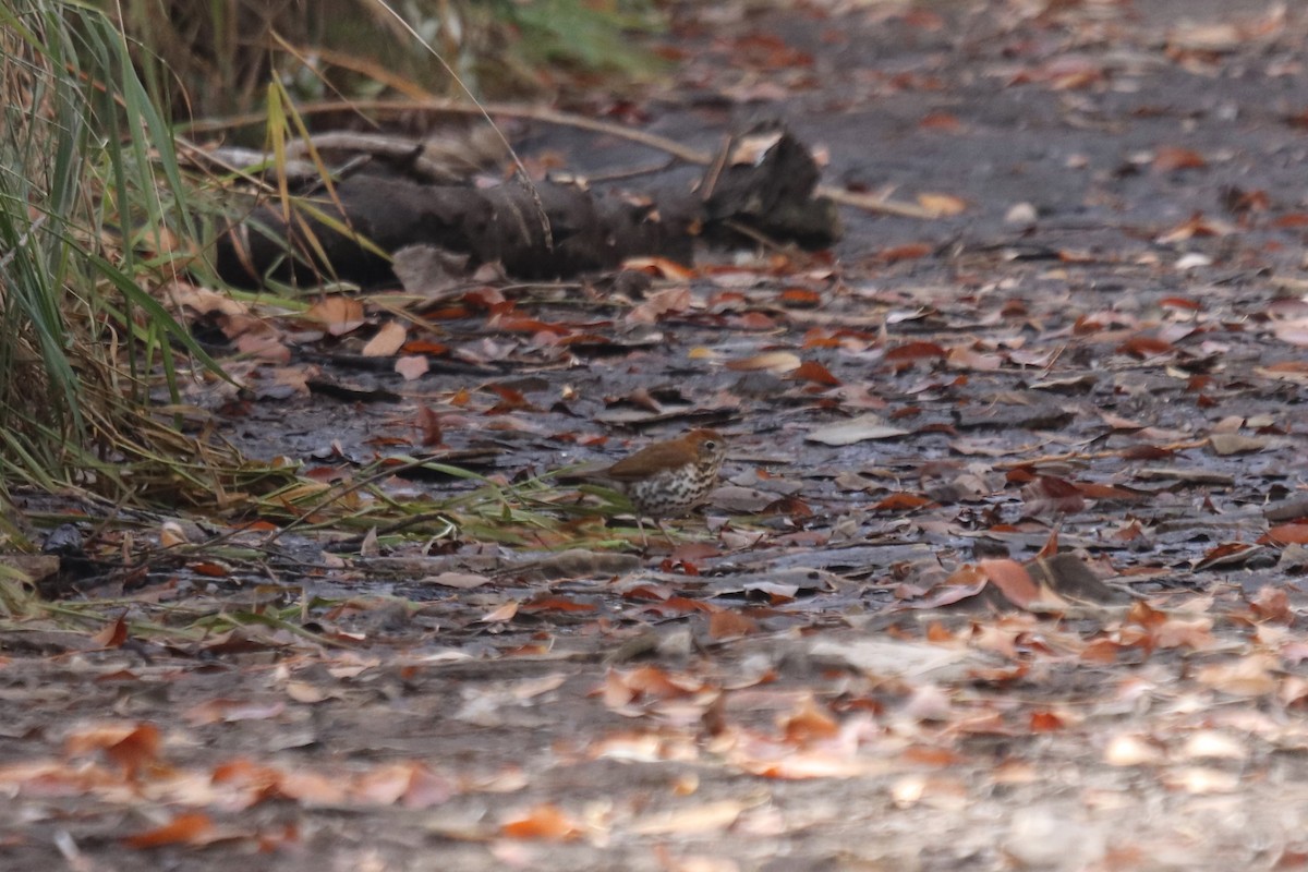 Wood Thrush - ML644531689