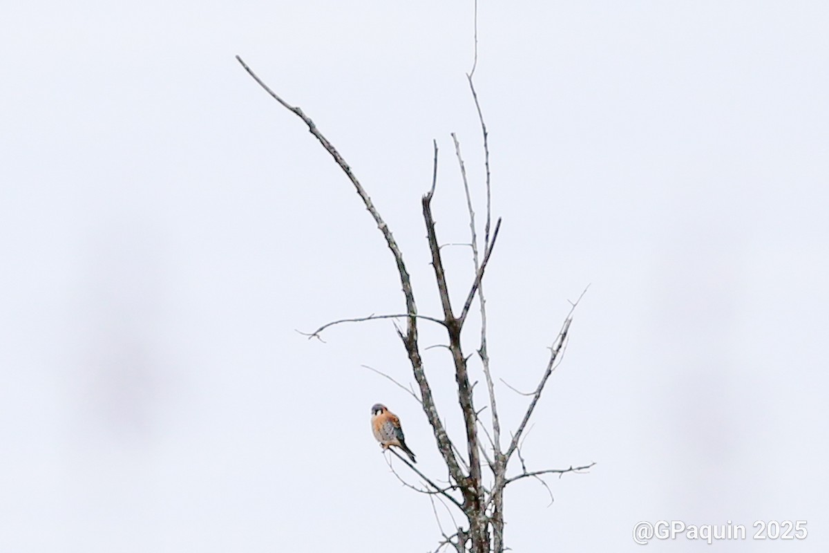 spurvefalk - ML644531690