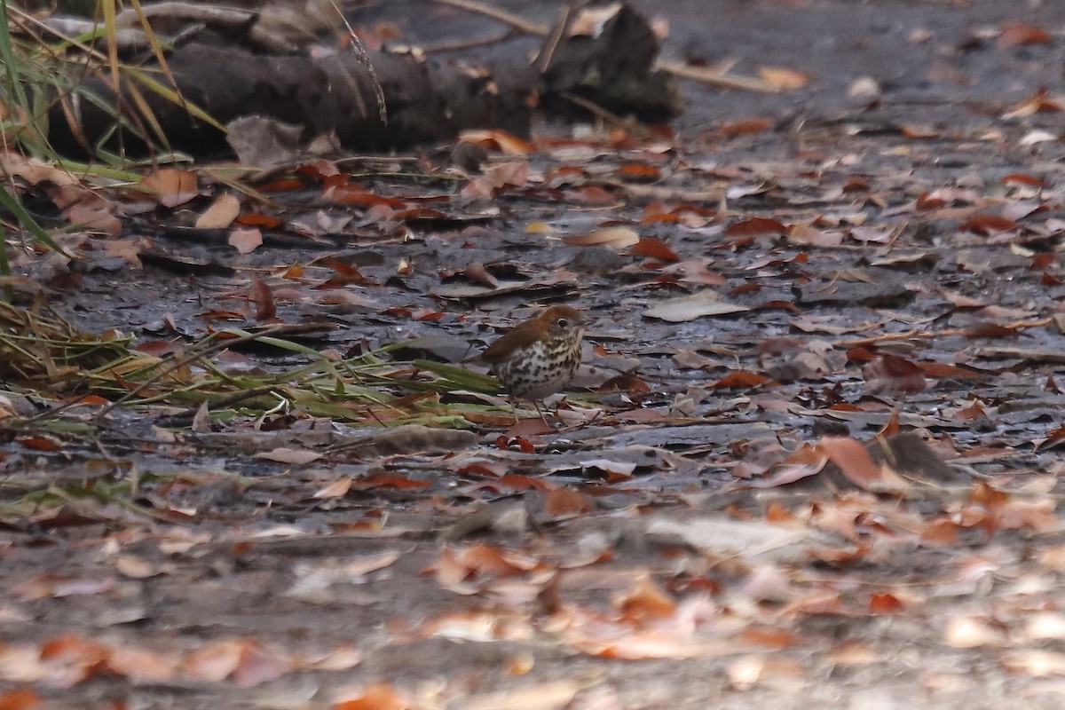 Wood Thrush - ML644531691
