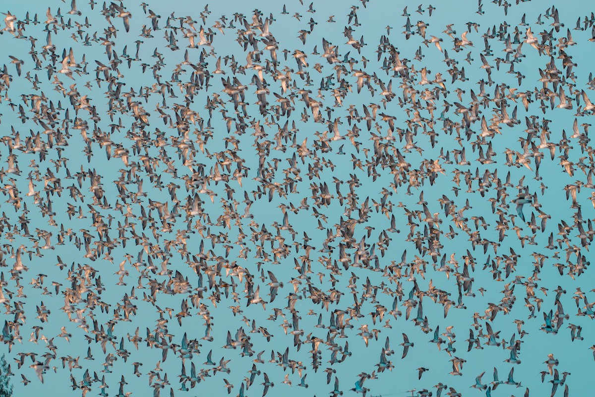 sibirsnipe - ML644531692