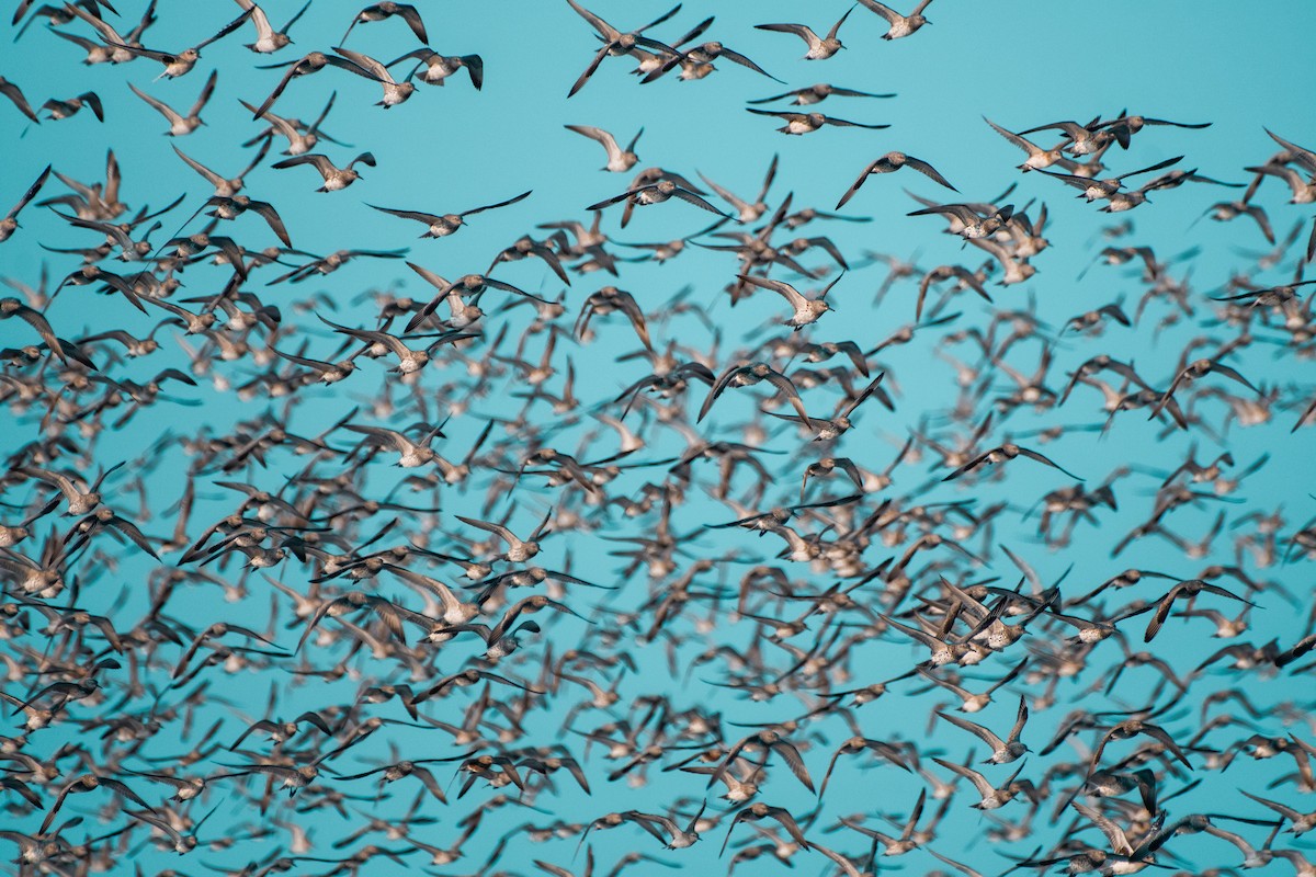 sibirsnipe - ML644531693