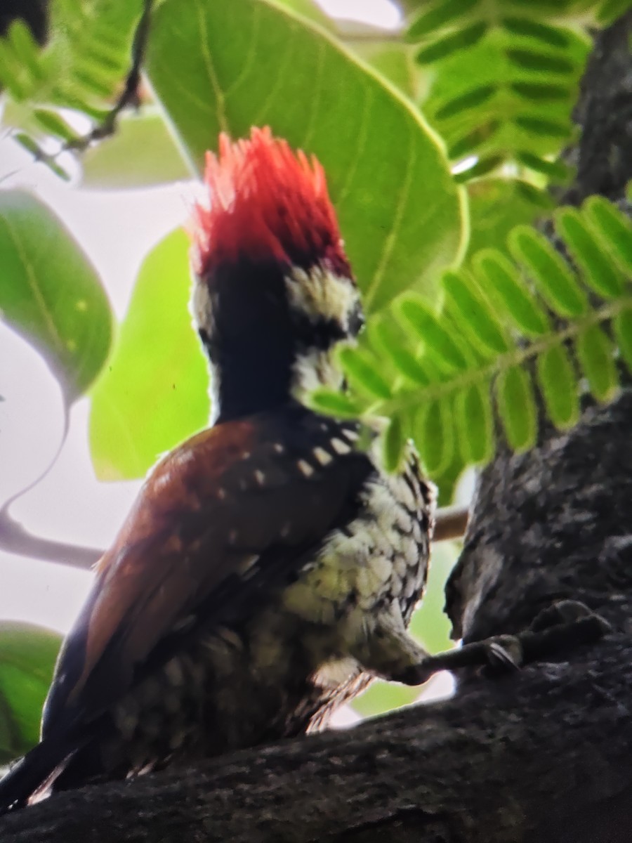 bengalspett - ML644531694