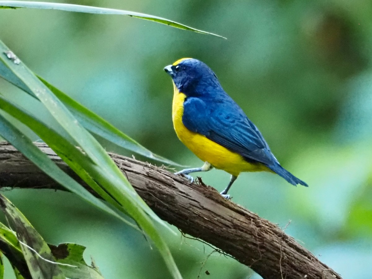 Thick-billed Euphonia - ML644531697