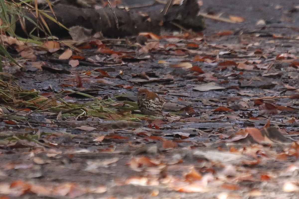 Wood Thrush - ML644531698