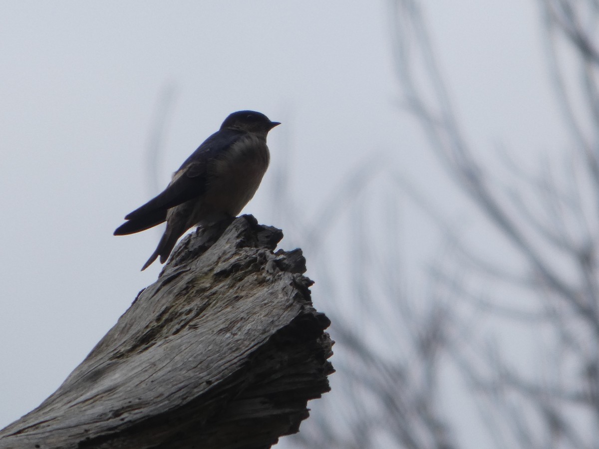 eukalyptussvale - ML644531711