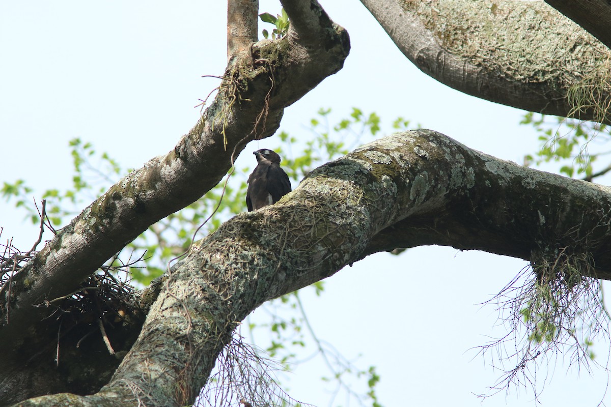 Bat Hawk - ML644531717