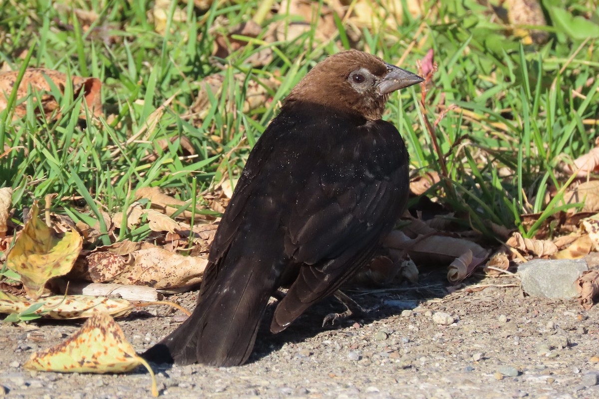 Brown-headed Cowbird - ML644531726
