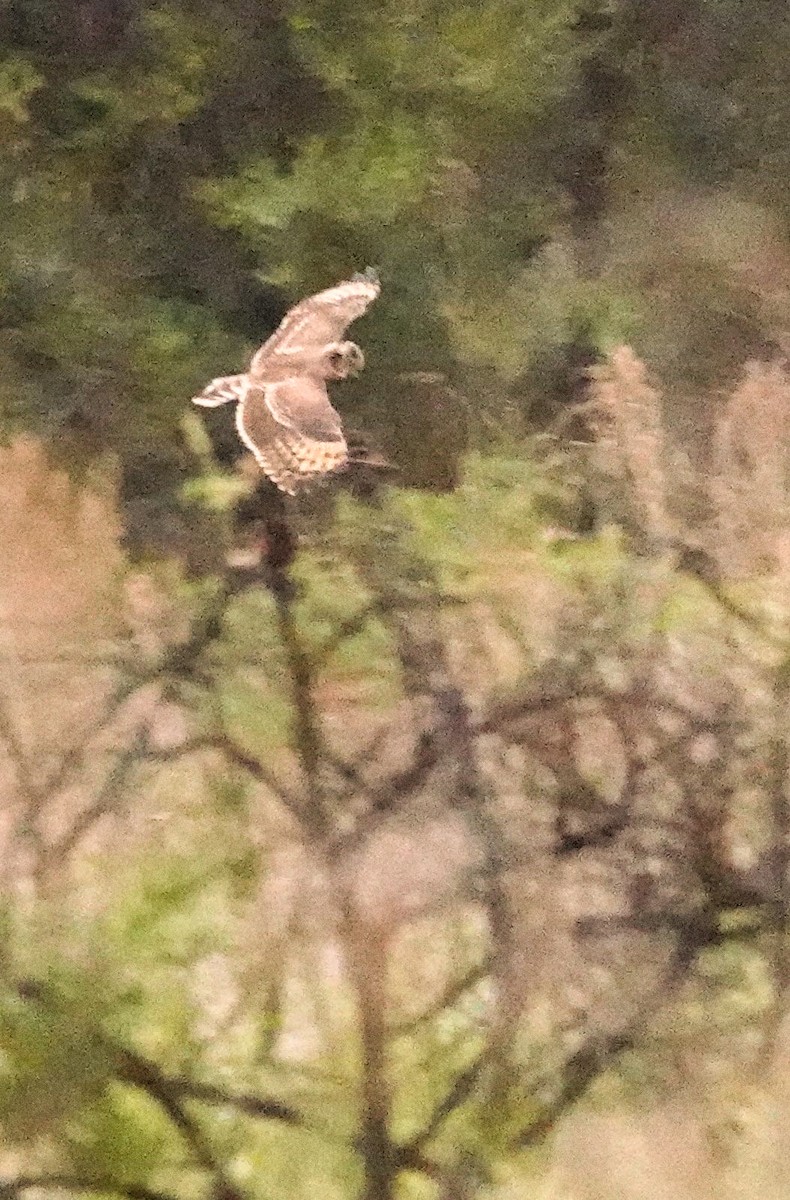 gressugle - ML644531727