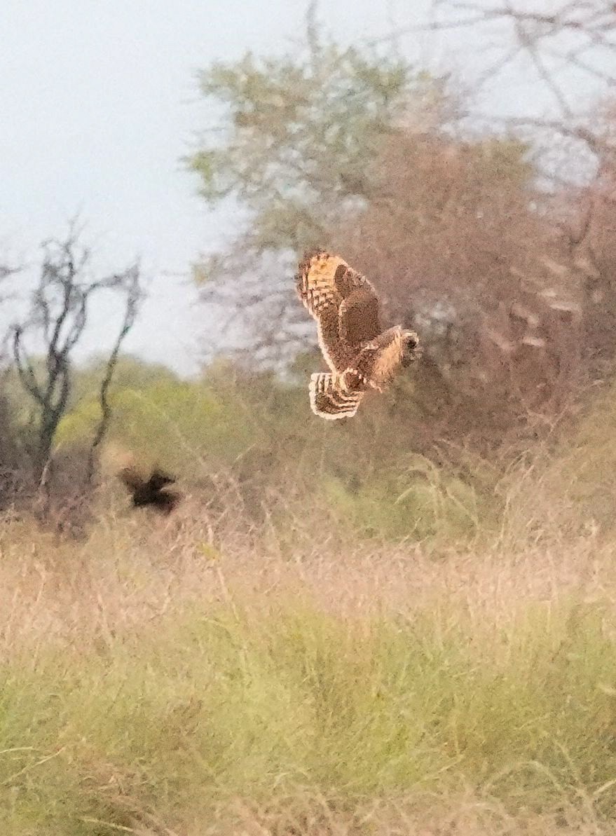 gressugle - ML644531728