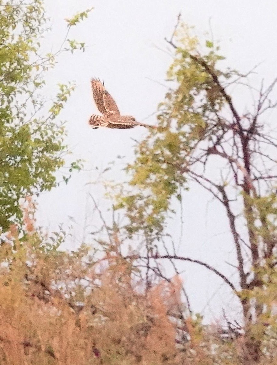 gressugle - ML644531729