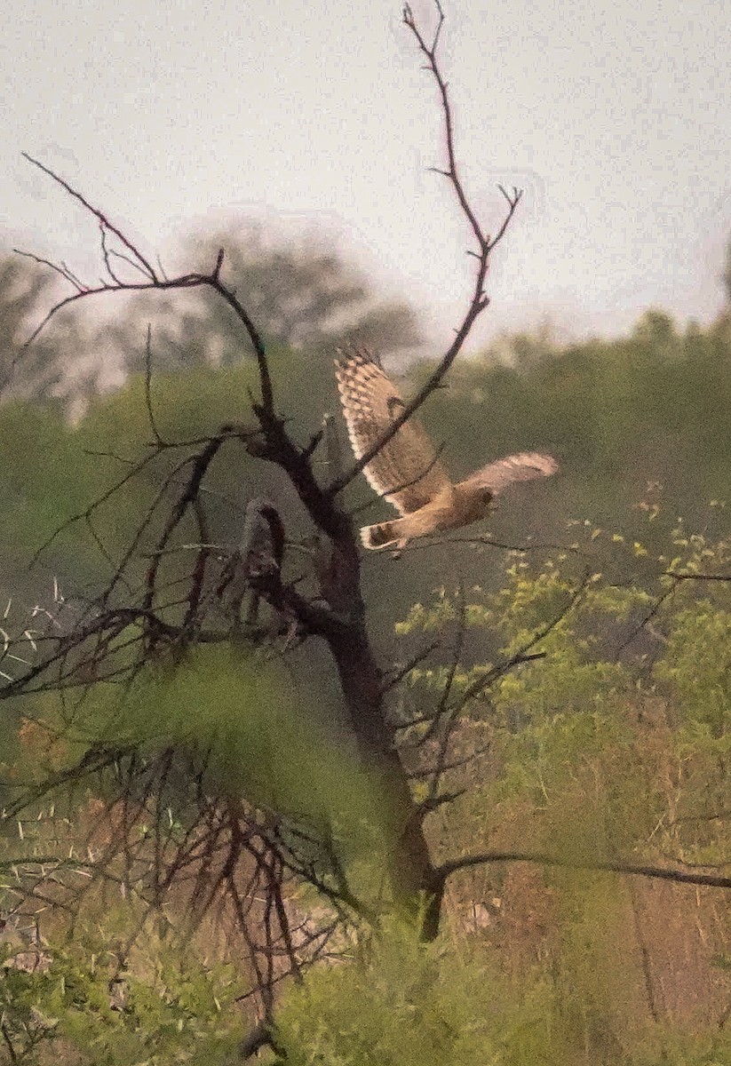 gressugle - ML644531730