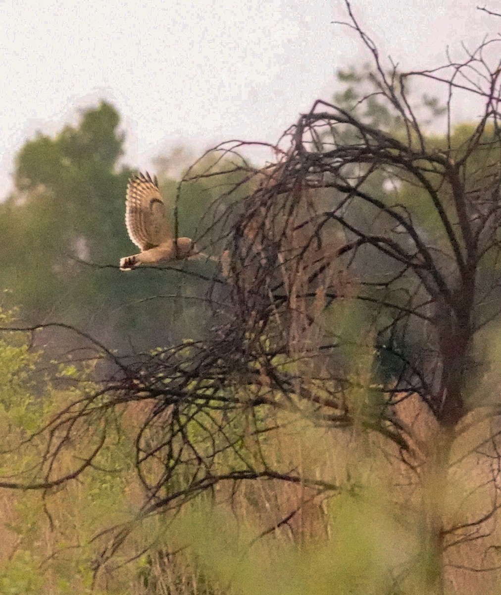 gressugle - ML644531731