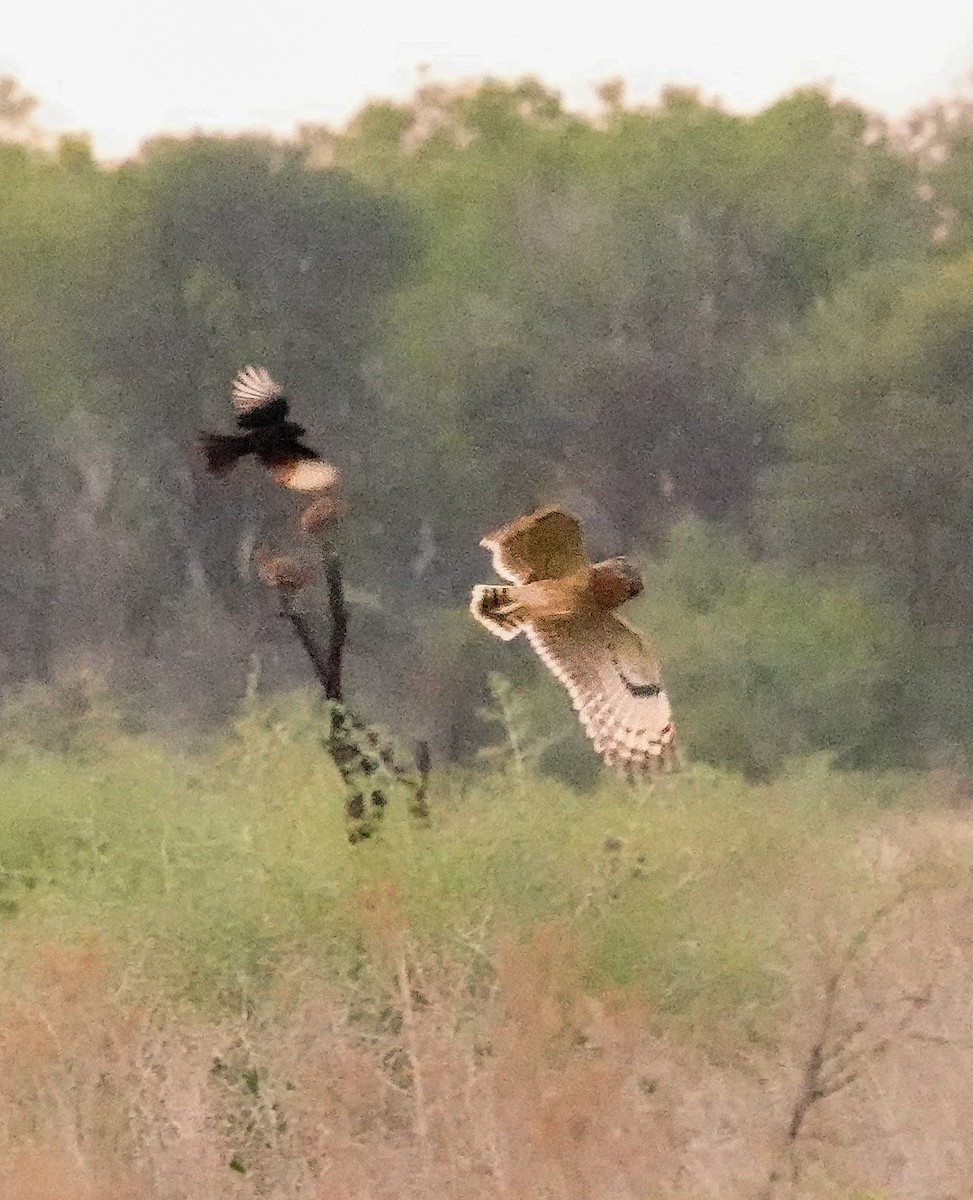 gressugle - ML644531732