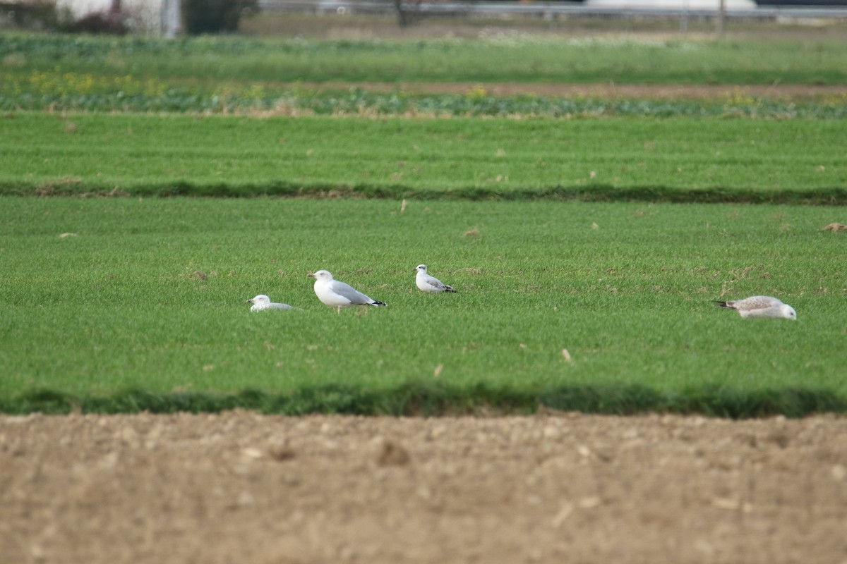 Mediterranean Gull - ML644531734