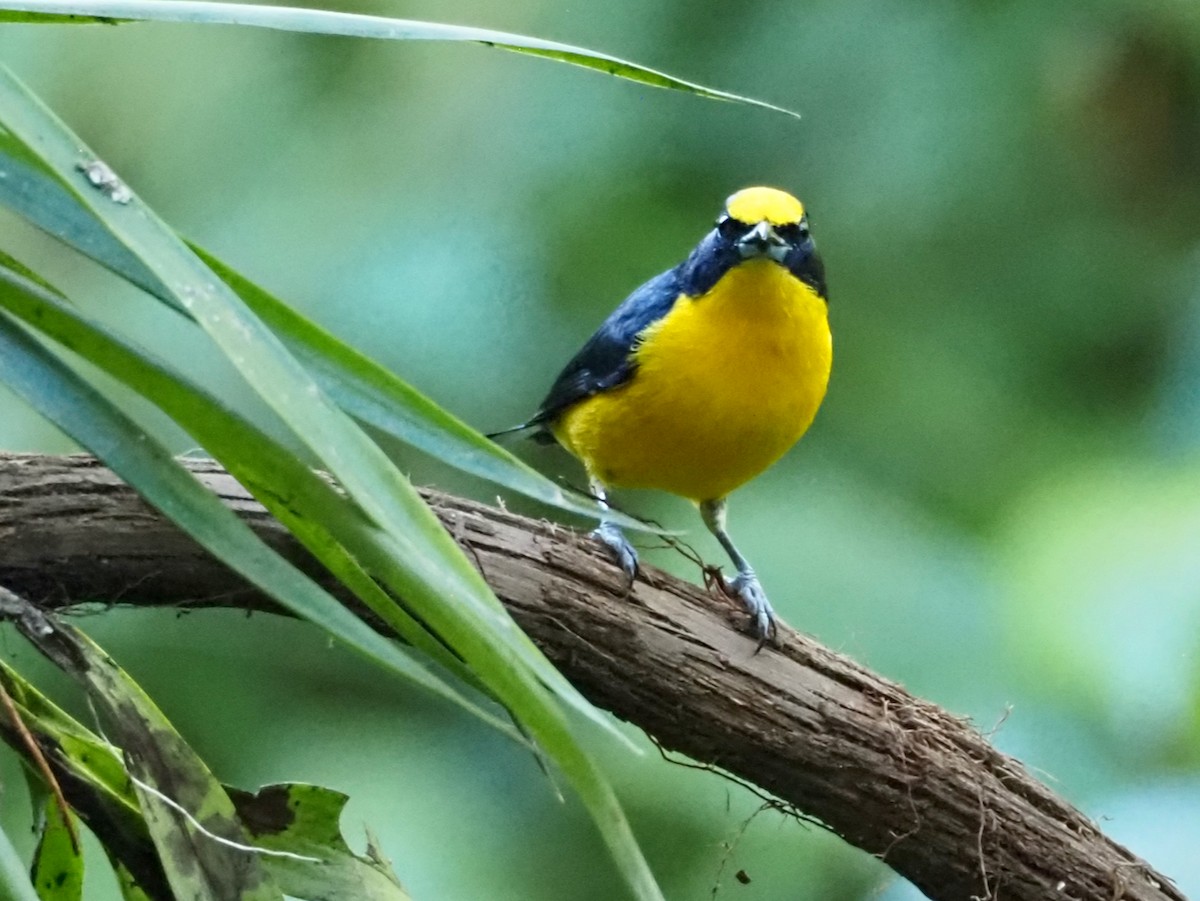 Thick-billed Euphonia - ML644531741