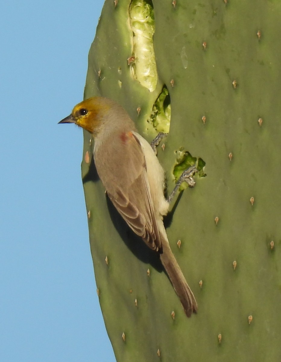Verdin - ML644531745