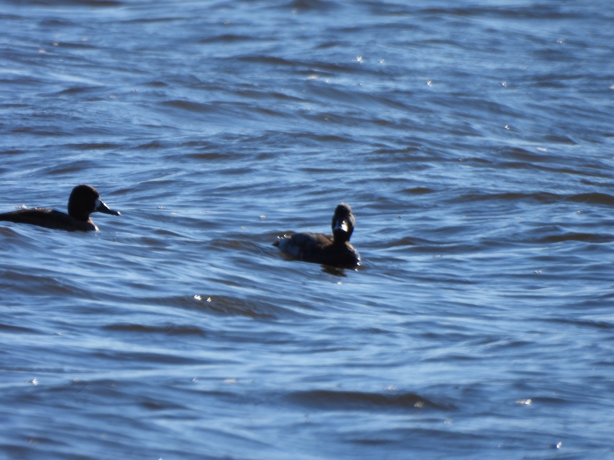 コスズガモ - ML644531752