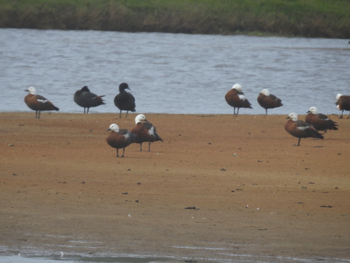 Tarro Maorí - ML644531755