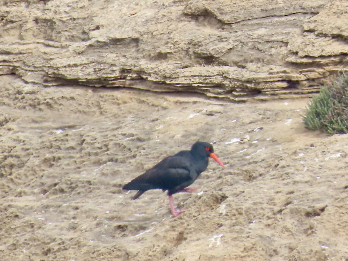 オーストラリアクロミヤコドリ - ML644531757