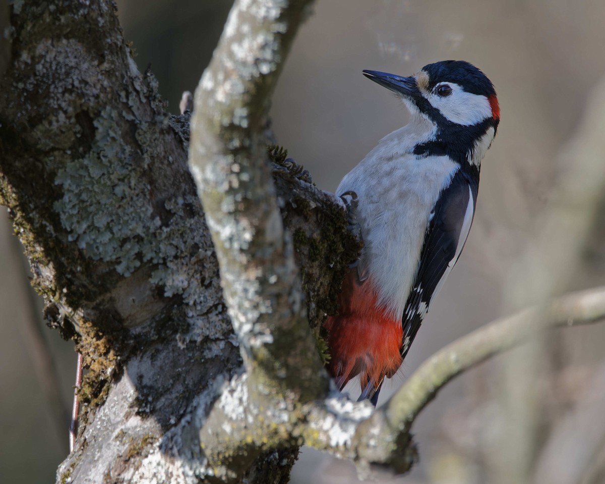 Алаг тоншуул - ML644531760