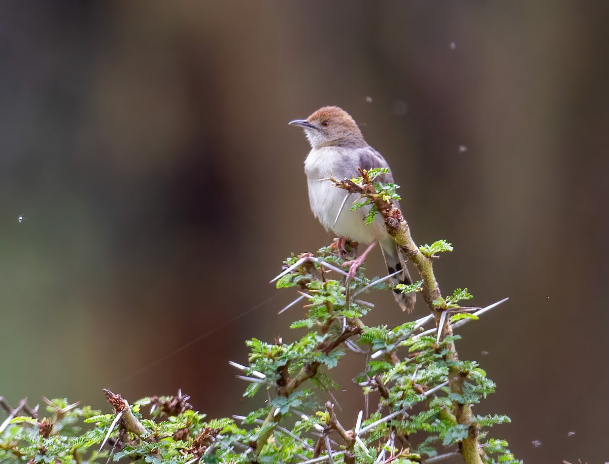 Rattling Cisticola - ML644531761