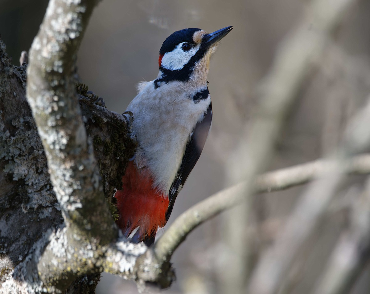 Алаг тоншуул - ML644531765