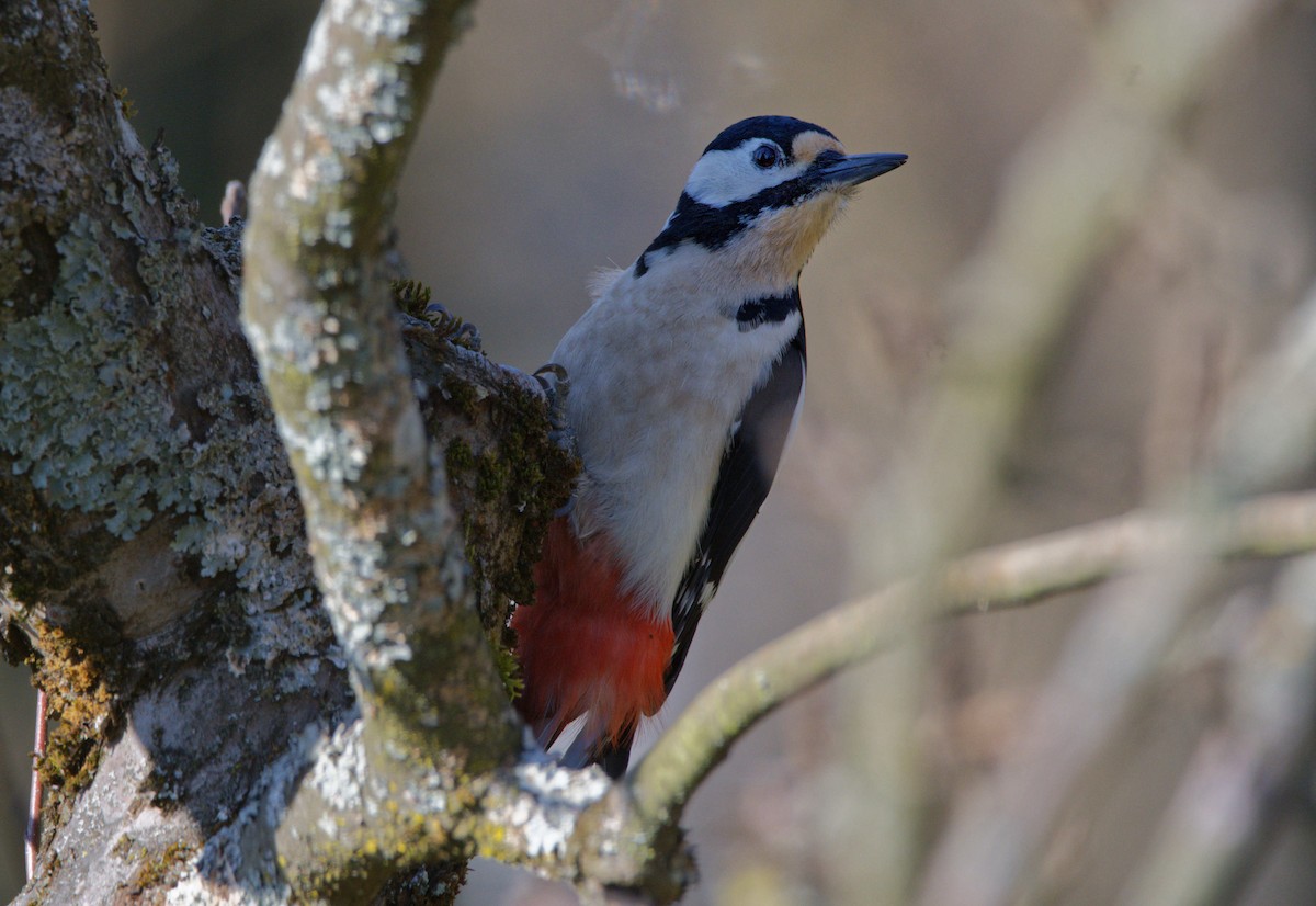 Алаг тоншуул - ML644531769