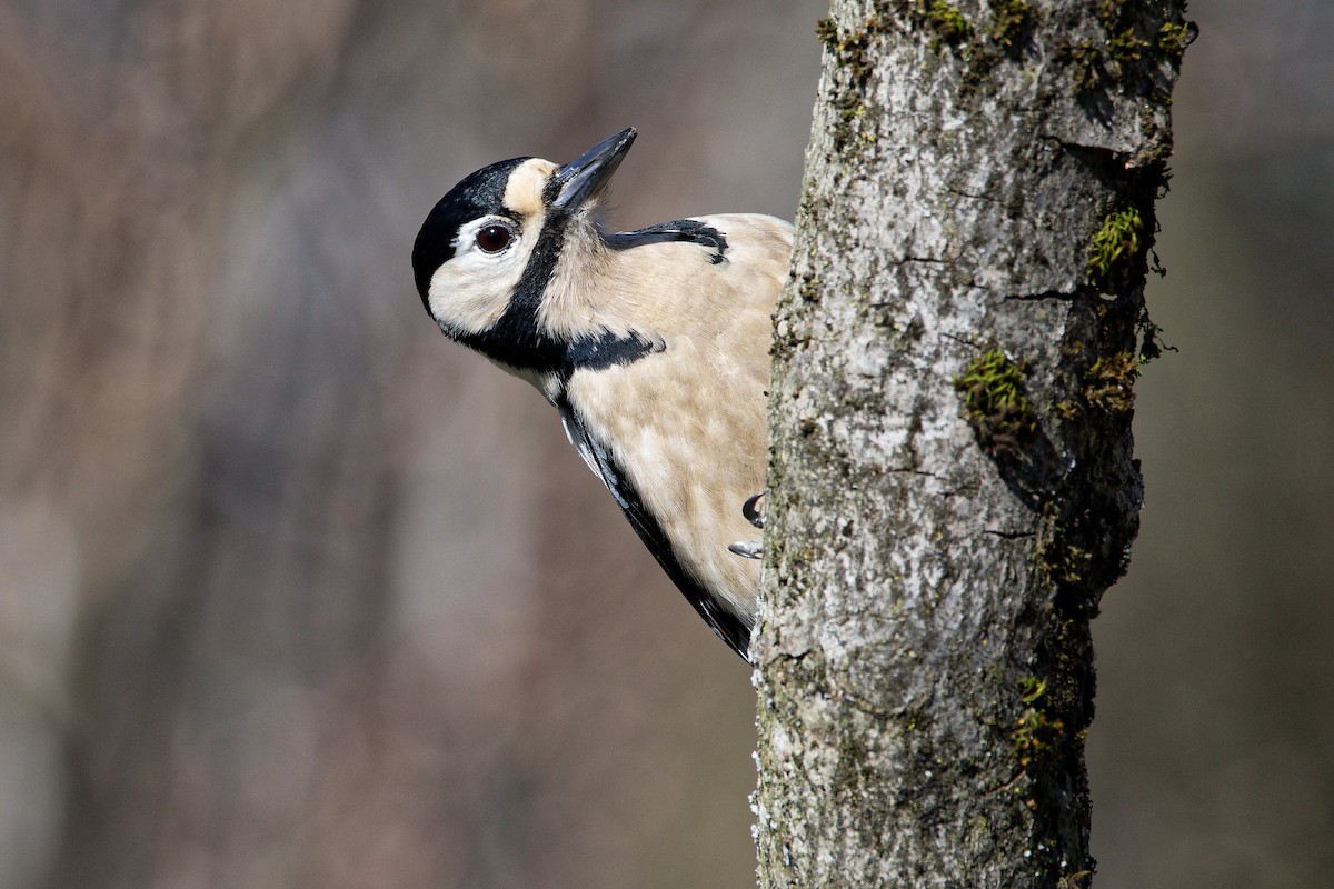 Алаг тоншуул - ML644531776