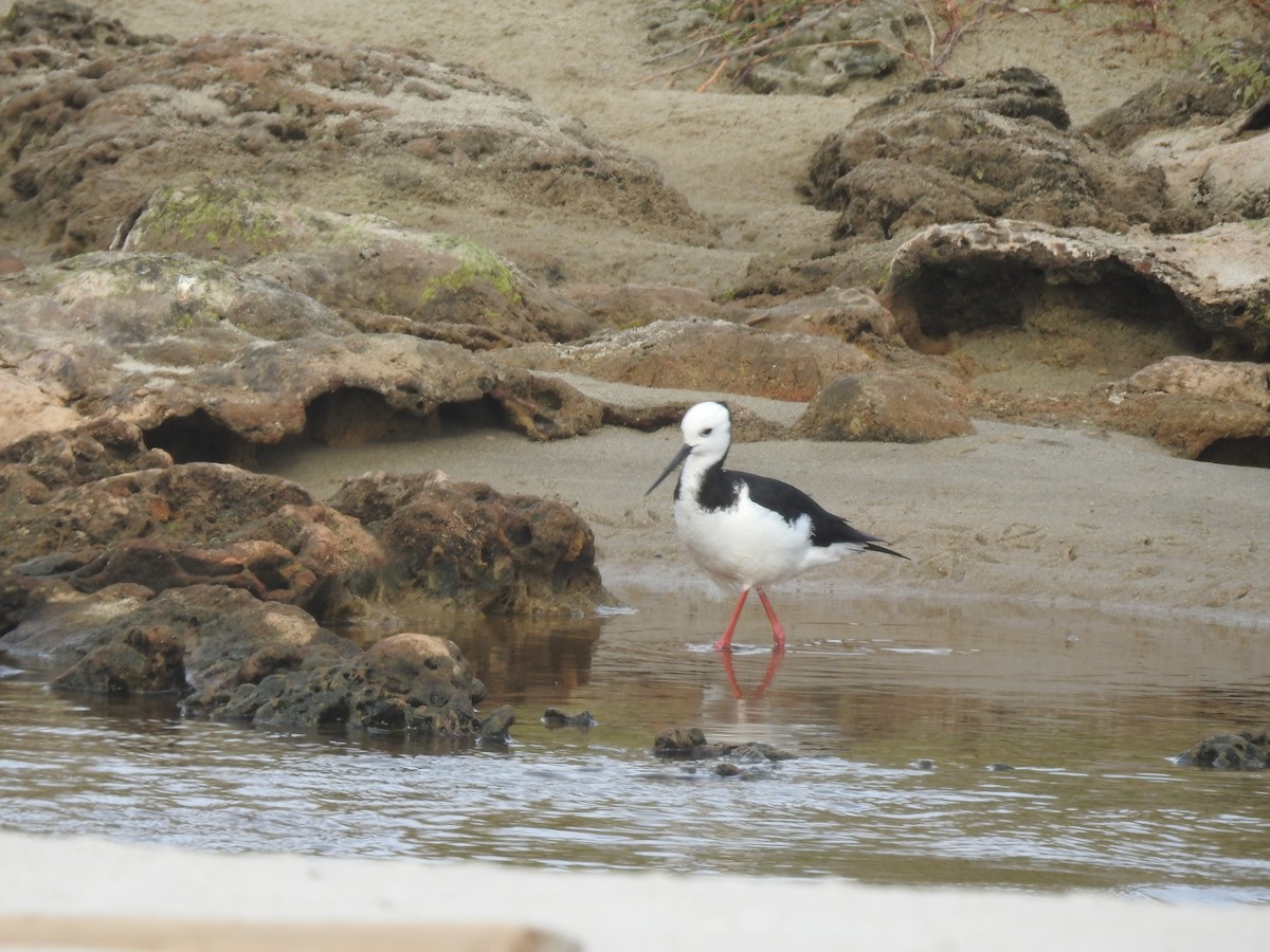 オーストラリアセイタカシギ - ML644531782