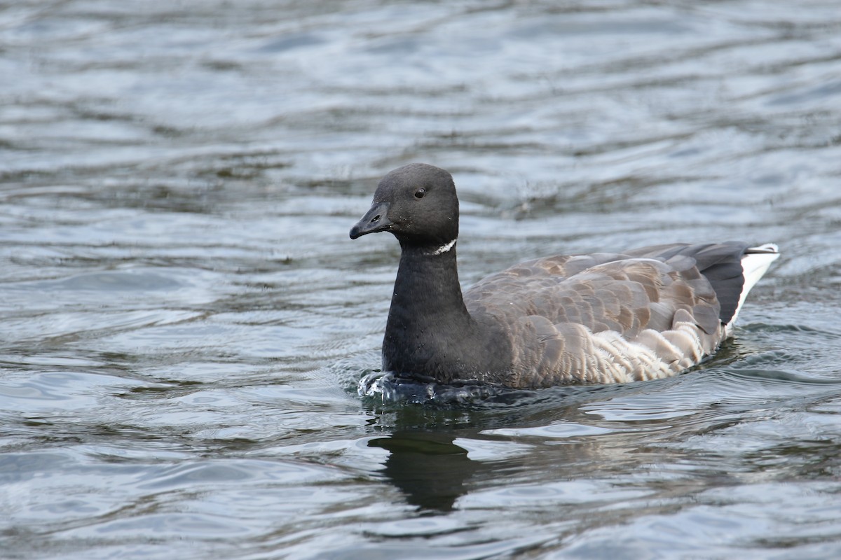 Brant (Dark-bellied) - ML644531783