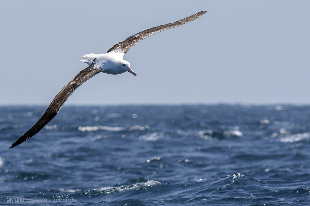 Southern Royal Albatross - ML644531784