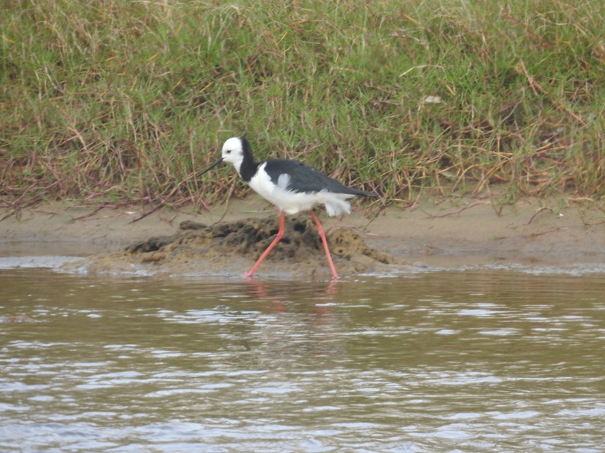 オーストラリアセイタカシギ - ML644531789