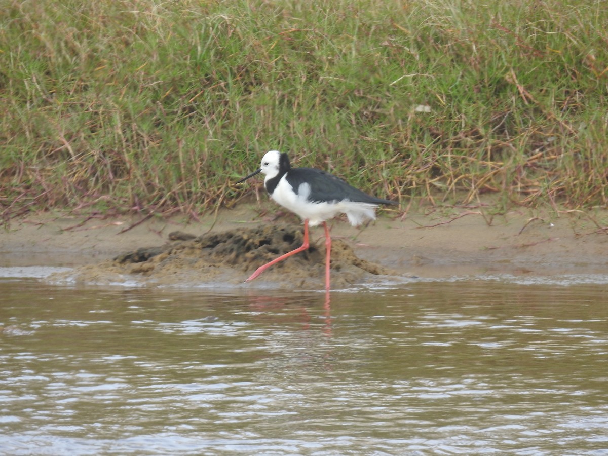 オーストラリアセイタカシギ - ML644531791