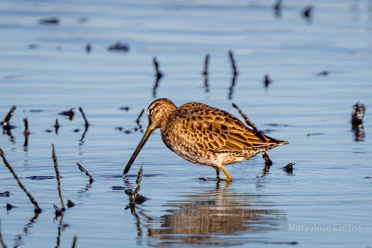 Long-billed Dowitcher - ML644531798
