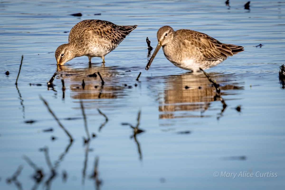 Long-billed Dowitcher - ML644531799