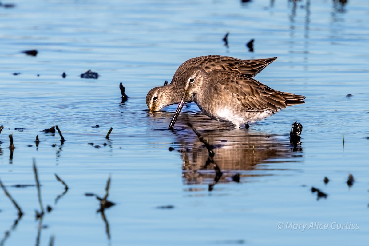 Long-billed Dowitcher - ML644531800