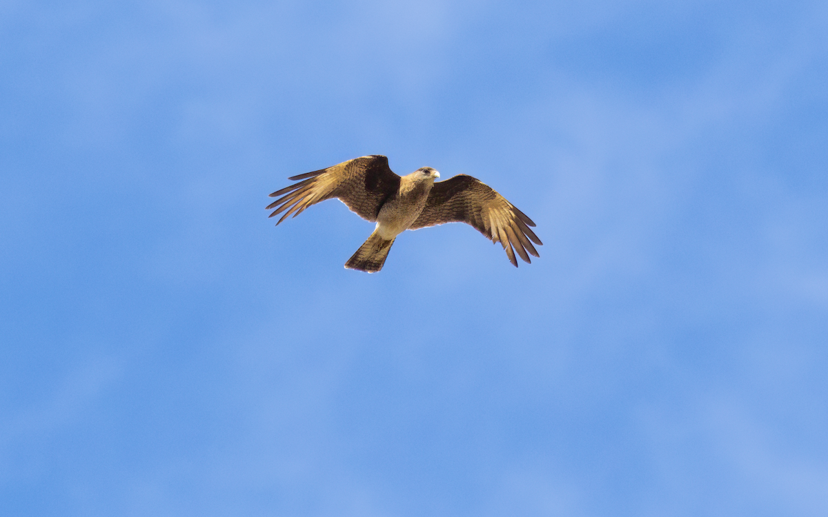 Chimango Caracara - ML644531804