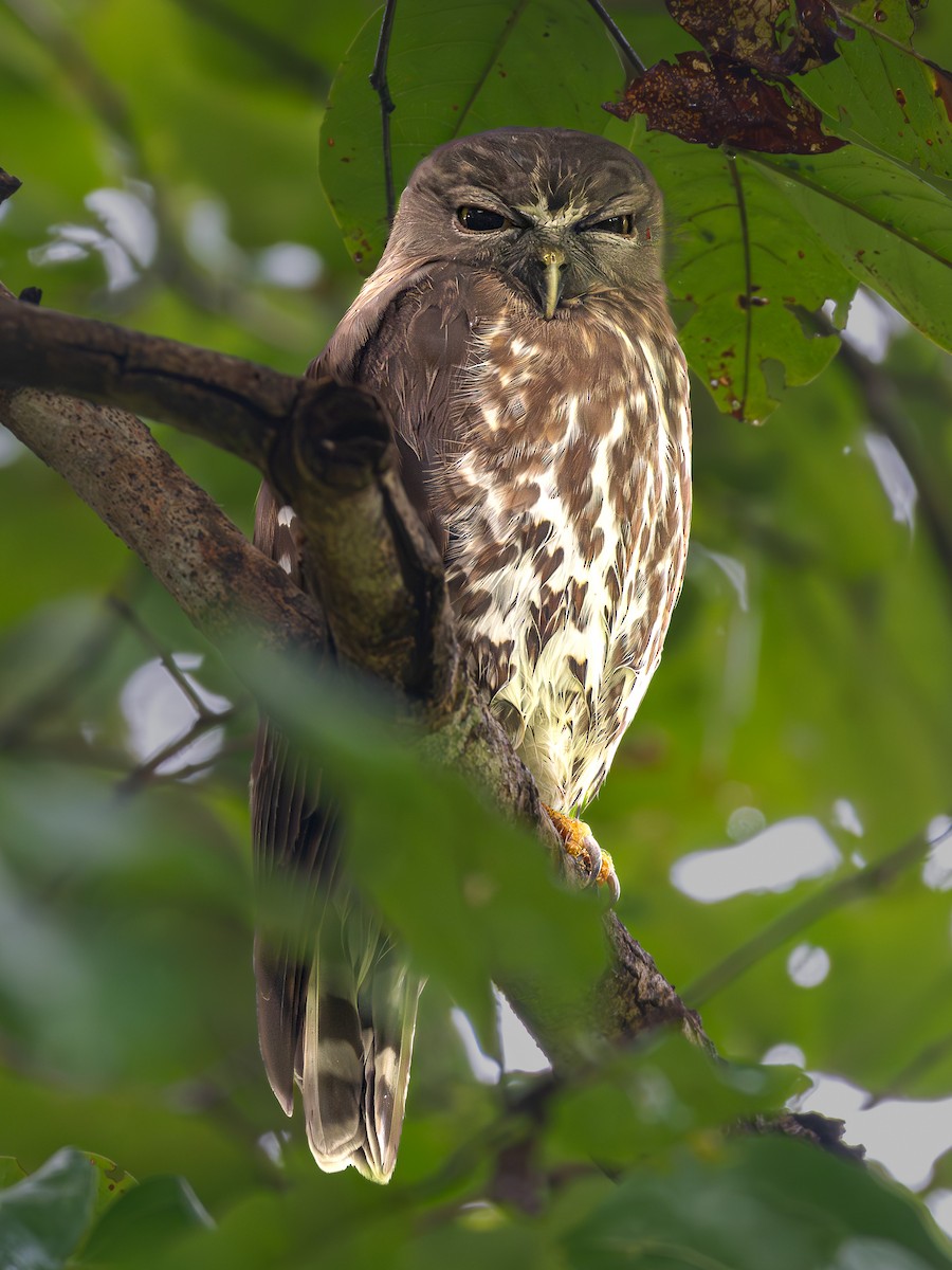 Brown Boobook - ML644531809