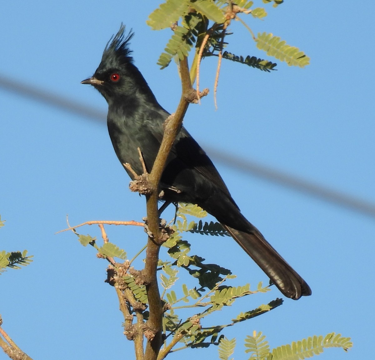 Phainopepla - ML644531814