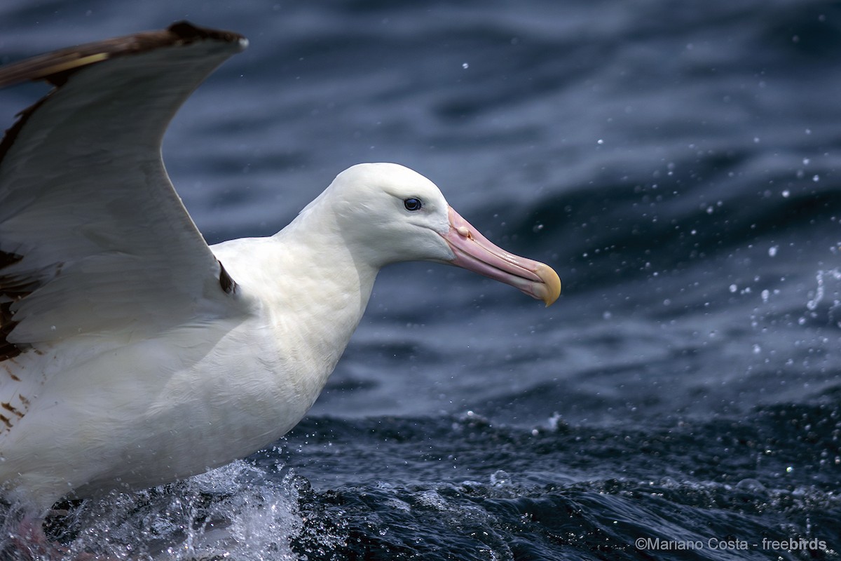 Southern Royal Albatross - ML644531816