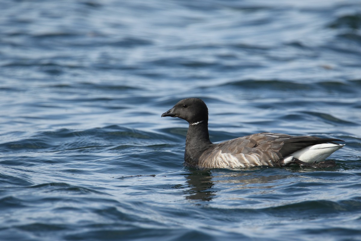 Brant (Dark-bellied) - ML644531817