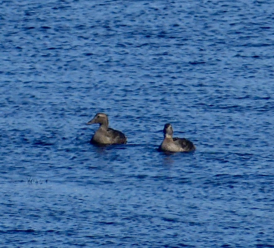 Common Eider - ML644531819