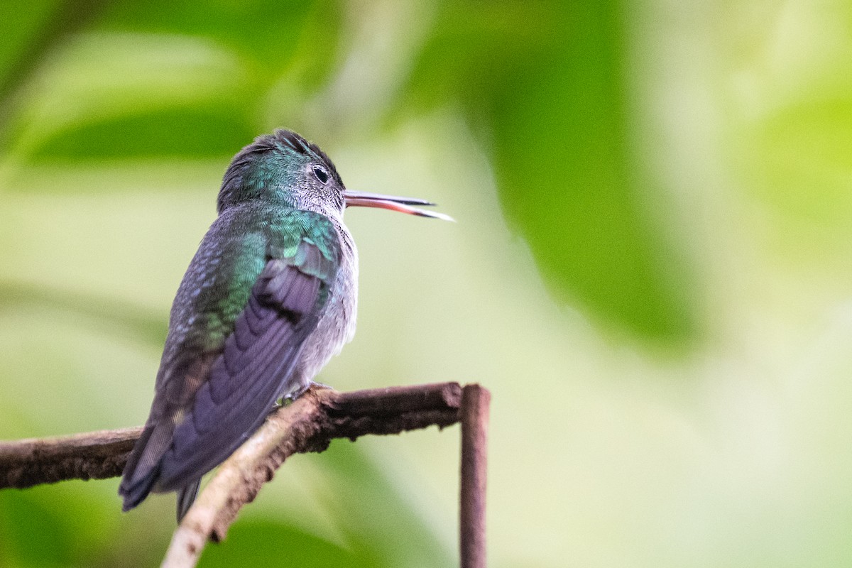 エメラルドハチドリ - ML644531823