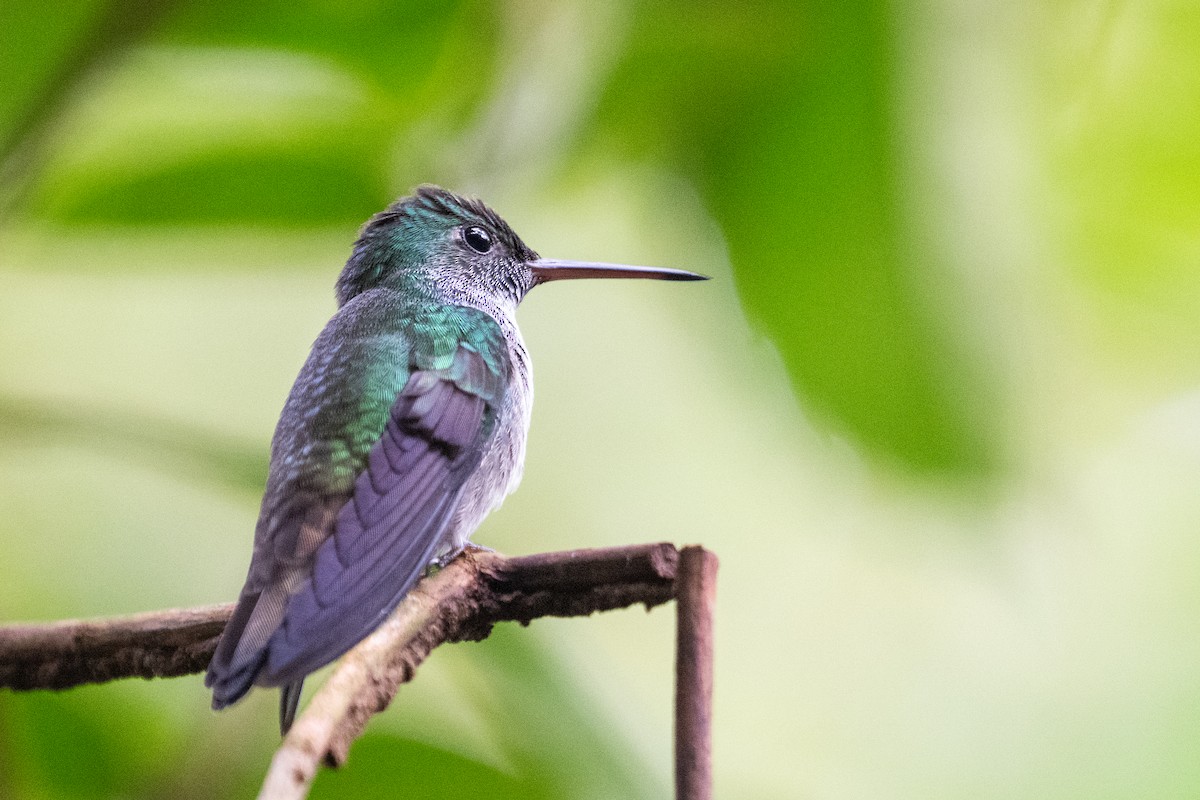 エメラルドハチドリ - ML644531824