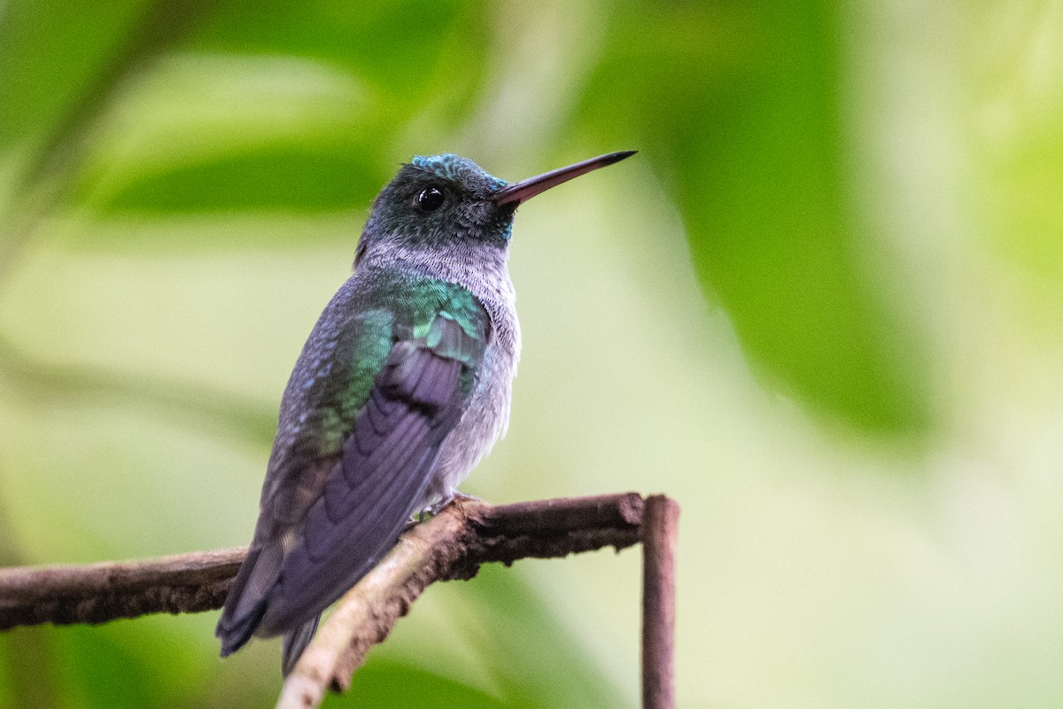 エメラルドハチドリ - ML644531825