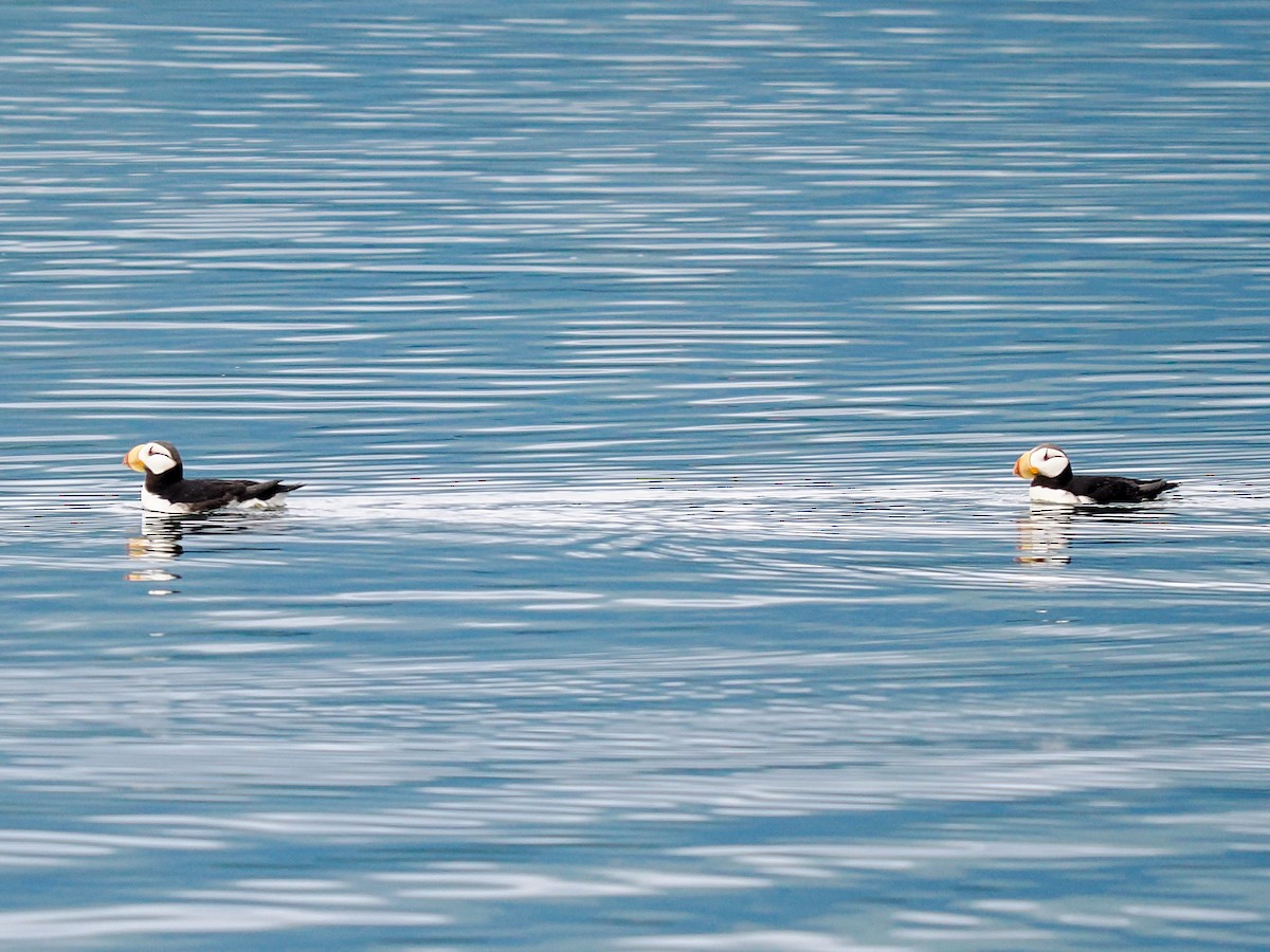 Іпатка тихоокеанська - ML644531827